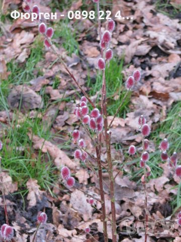 Върба - Salix gracilistyla 'Mount Aso' ( грацилистяла' моунт асо' )