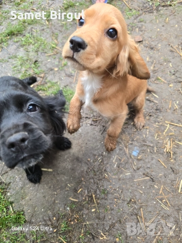 Prodavam 200 lv., снимка 2 - Кокер шпаньол - 52515067