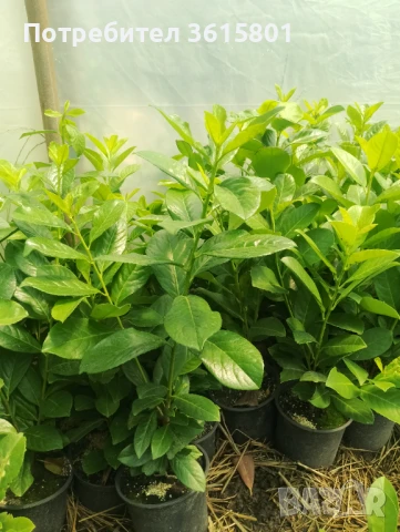 Лавровишна новита 4лв, снимка 3 - Градински цветя и растения - 51303378