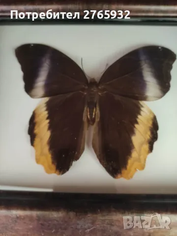 Истински Пеперуди в рамка, снимка 11 - Декорация за дома - 49843881