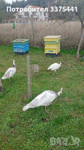 продавам пауни сребърни ,сребърни арлекини,Бели ,обикновени Индийски , снимка 8 - други­ - 52380620