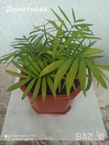 Хамедорея, снимка 1 - Стайни растения - 41902846