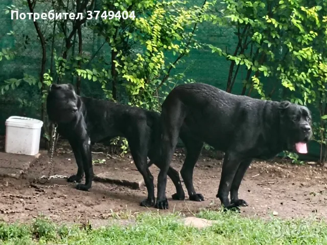 Продавам Кане Корсо, снимка 3 - Кане корсо - 55984325