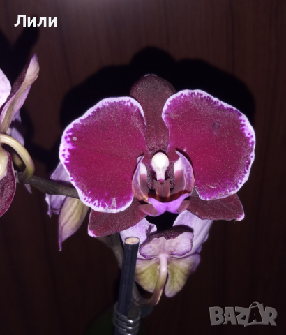 Орхидея фаленопсис Montpellier