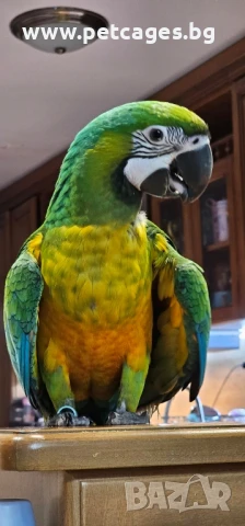 Ара Милиголд - Бебета, снимка 4 - Папагали - 51165199