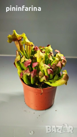 Уникален подарък за 8 март – хищни растения, които впечатляват!, снимка 4 - Градински цветя и растения - 53629961