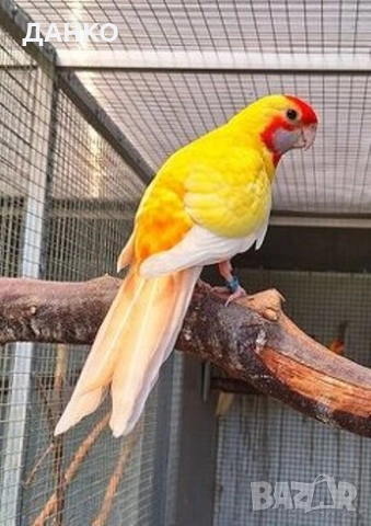 СВОБОДНИ ПЕНАНТОВИ РОЗЕЛИ-МУТАЦИЙ.