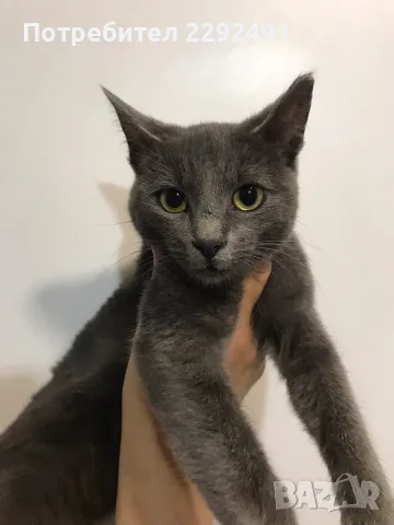 Синя Руска котка , снимка 2 - Руска синя котка - 55884093
