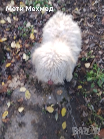 лагото, снимка 3 - Други - 51213827