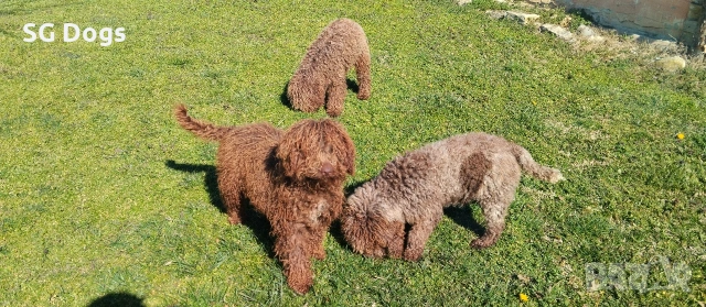 продавам лагото