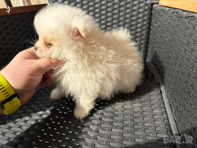 Мини Померани Актуално от 5.3.2026, снимка 7 - Померан - 53719217