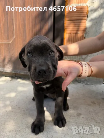 Продавам кученца Кане Корсо , снимка 5 - Кане корсо - 56051211