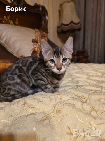 Бенгалско коте, снимка 5 - Бенгалски - 40146006