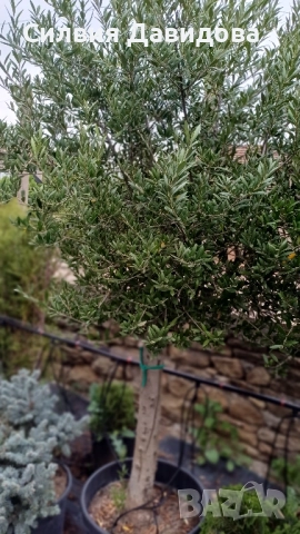 Европейска маслина , снимка 3 - Градински цветя и растения - 51793658