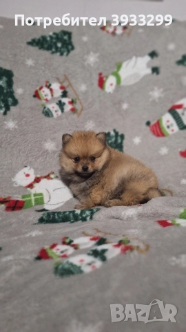 Померан мини померанче момче