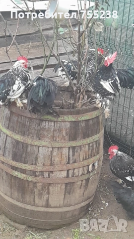 Продавам или заменям Петли , снимка 2 - За птици - 53296058