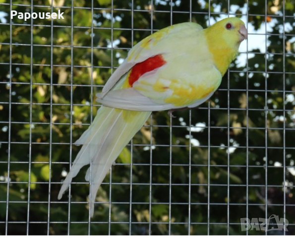 Пойни Папагали, снимка 3 - Папагали - 42485467