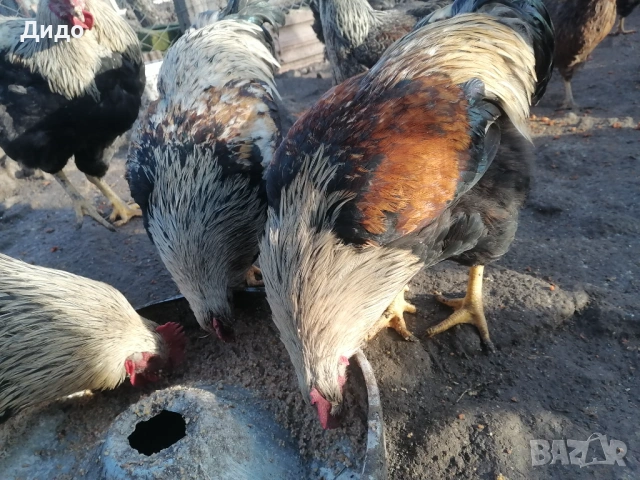 Катунски пилета , снимка 4 - Кокошки и пуйки - 53673683