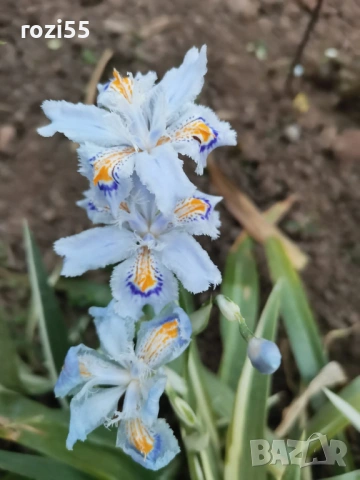 Ириси, многогодишни ,студоустойчиви, снимка 4 - Разсади - 53793824