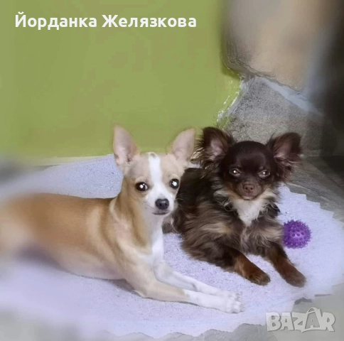 Мъжко чихуахуа на 3 год., снимка 3 - Чихуахуа - 52848264
