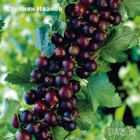 Йоща, йоста, jostaberry (Ribes × nidigrolaria), снимка 3 - Градински цветя и растения - 52354302