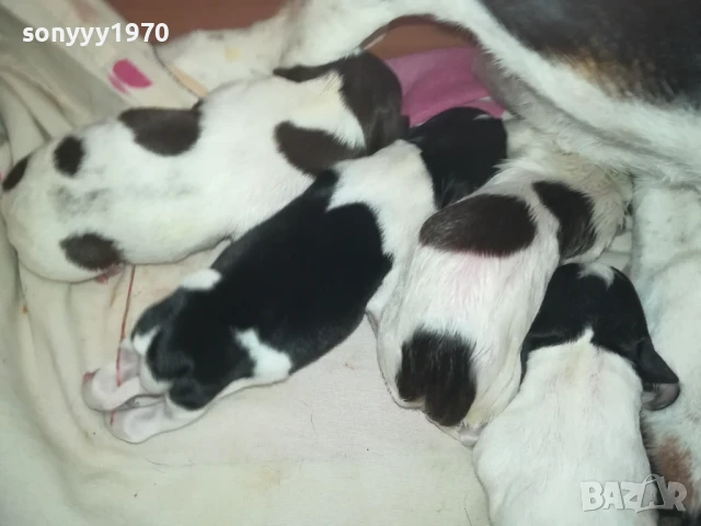 ДЖАК РЪСЕЛ БЕБЕТА 1308251846, снимка 5 - Джак ръсел териер - 51357335