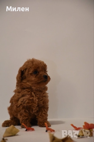 Пудели, Пудели той, снимка 1