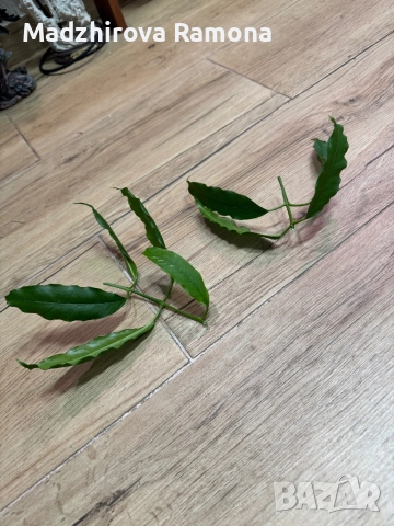 Hoya Lockii , снимка 2 - Стайни растения - 52644056