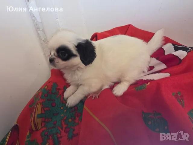 Японски хинчета, снимка 4 - Акита ину - 56185712