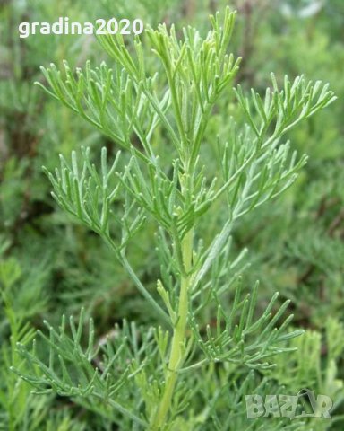 Храстовиден пелин (Artemisia abrotanum) - Лечебен