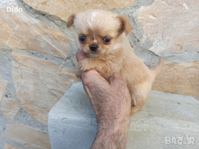 Продавам мъжки и женски чихуахуа , снимка 10 - Чихуахуа - 53564809
