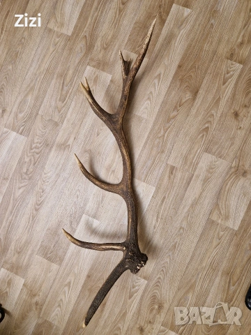рог от елен, снимка 7 - Декорация за дома - 53660410
