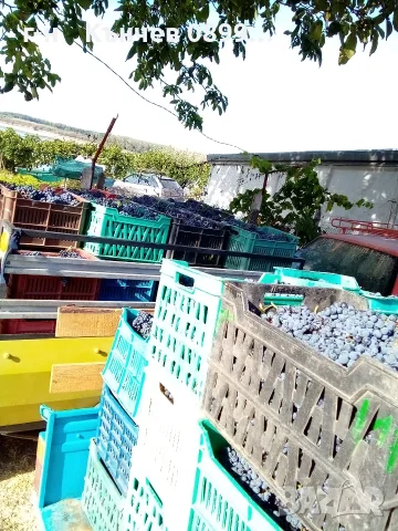 продавам грозде мерло и Каберне 