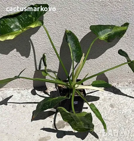 Philodendron Jose Buono