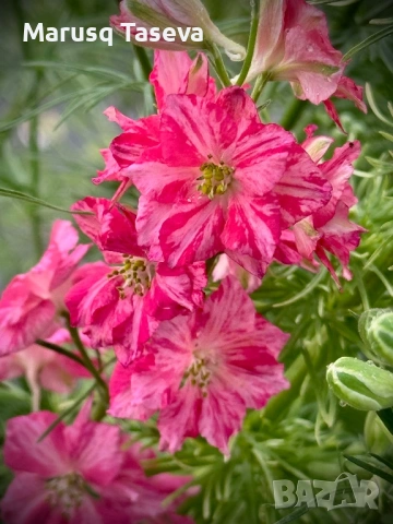 Делфиниум -10 вида , снимка 9 - Градински цветя и растения - 53818064