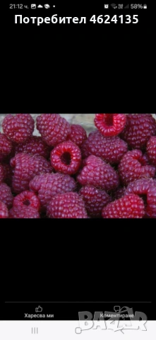 Целогодишен разсад ягоди и малини , снимка 8 - Сортови семена и луковици - 53621426