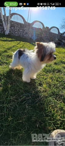 йорки бивер с родословие