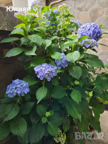 Хортензия ,бяла и розова , снимка 13 - Градински цветя и растения - 45320991