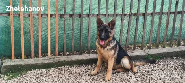 Немска Овчарка от Развъдник "Von Zhelehanov" , снимка 1