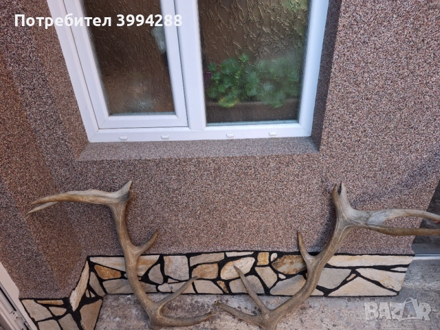 Еленови рога, снимка 4 - Други ценни предмети - 52938787