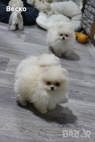 Померан мини мъжки , снимка 7 - Померан - 53768383