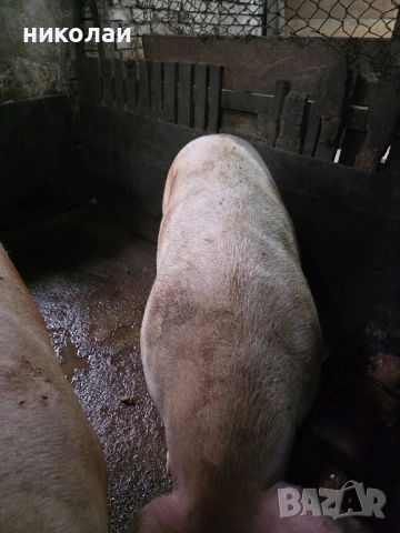 Продавам големи угоени прасета за коледа, снимка 8 - Прасета - 52070357