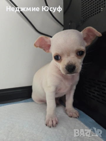 Продавам Чихухуа