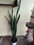 продавам сансевиера, снимка 1