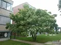 Фиданки от еводия , снимка 1