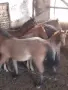 Кончета БТК   район София , снимка 4