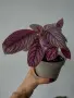 Персийски щит, Strobilanthes dyerianus, снимка 2