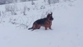 Продавам немска овчарка, снимка 2