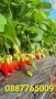 Продавам елитен разсад ягоди и малини , снимка 13