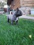 Син френски булдог Blue French bulldog, снимка 3